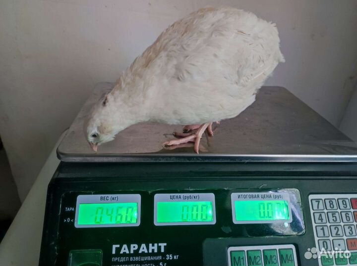 Инкубационное яйцо и цыплята Техасского перепела