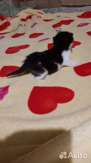 Кошки в добрые руки бесплатно