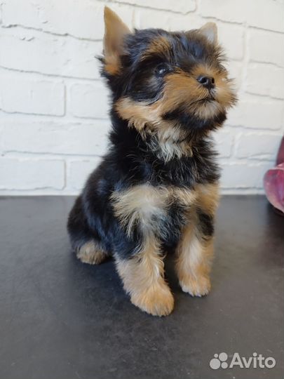 Йоркширский терьер девочка