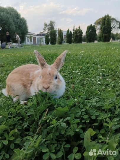 Кролик вязка