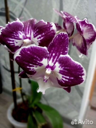Орхидея фаленопсис