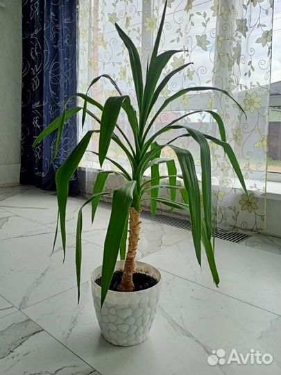 Юкка гигантская