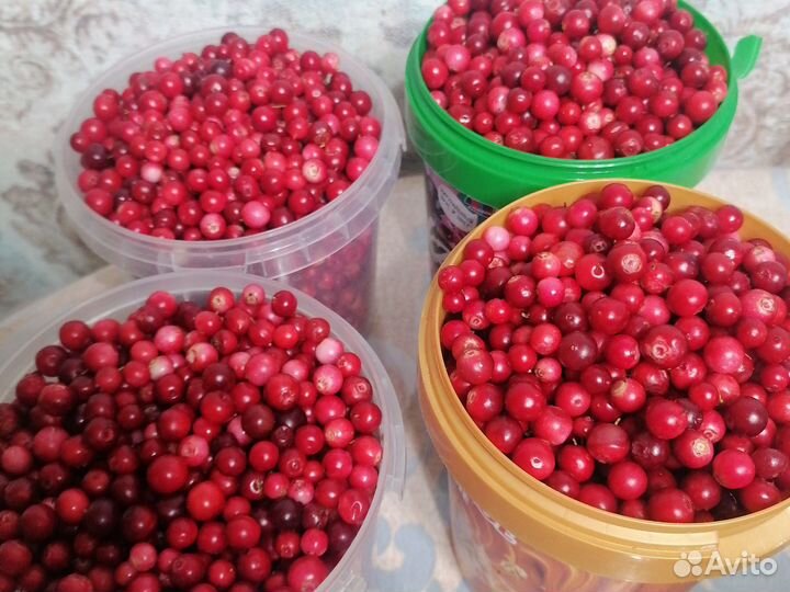 Брусника ягода свежая