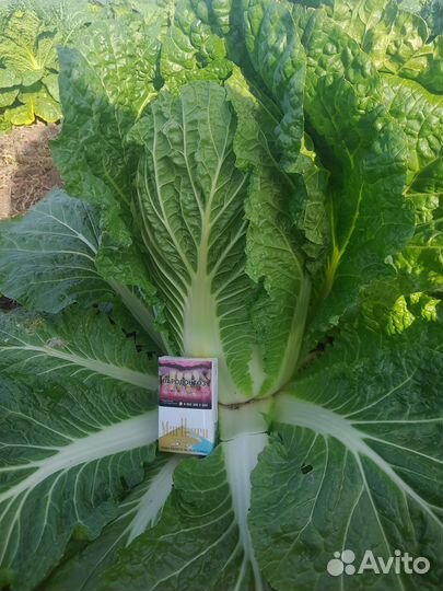 Пекинская капуста