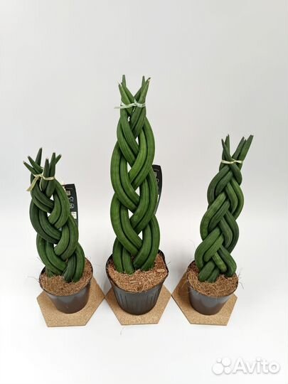 Сансевиерия цилиндрика косичка