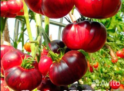 Семена томатов + коллекционные, перец острый