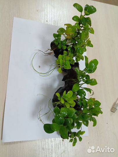 Коряга мангровая с прирощенными анубиасами