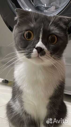 Шотландская вислоухая