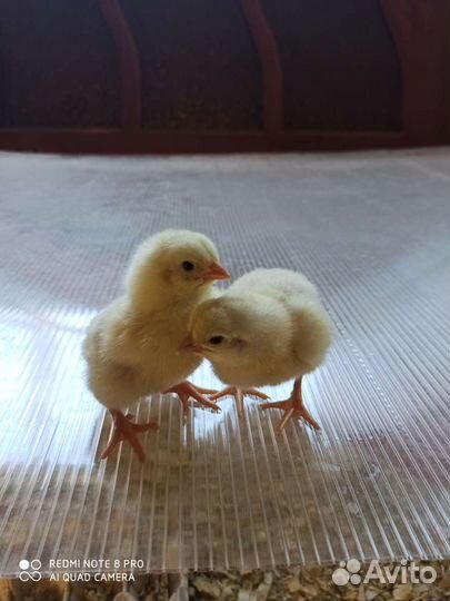 Цыплята бройлера