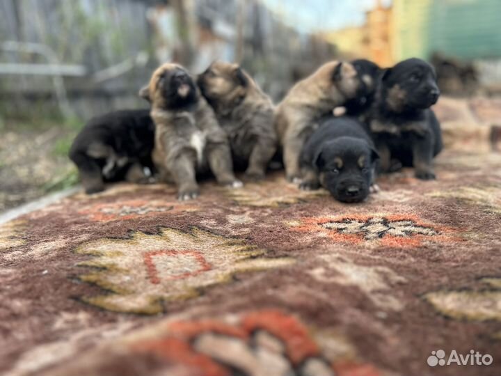 Щенки немецкой овчарки