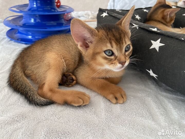 Аббисинский котёнок
