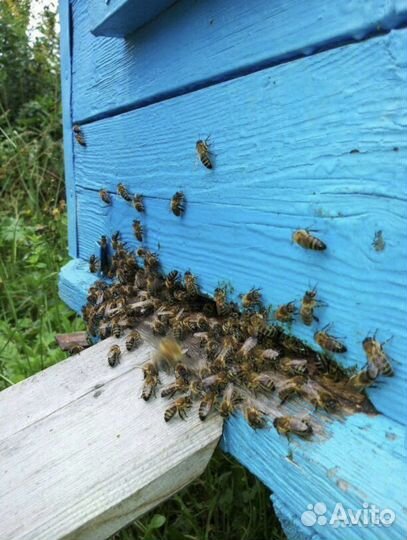 Ульи для пчел с магазинами бу