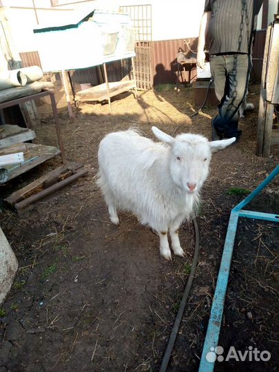 Молодые козы