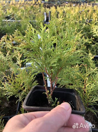 Туи в ассортименте