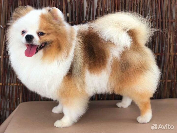 Померанский шпиц вязка кобель