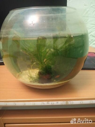 Креветки с аквариумом