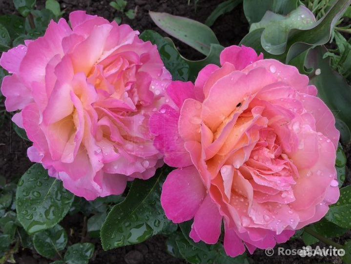 Чайно-гибридная Роза Чикаго Пис