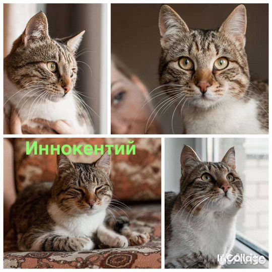 Отдам кота в добрые руки