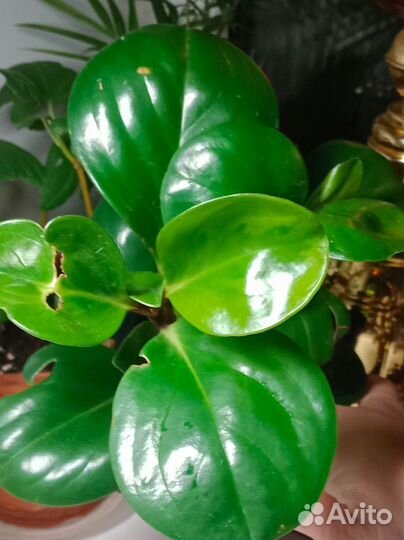 Пеперомия туполистная