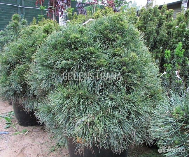 Сосна обыкновенная Globosa Virdis