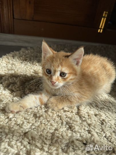 Котята рыжие