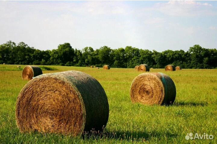 Сено для животных