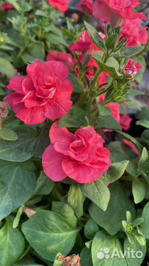 Рассада ампельной вегетативной петунии