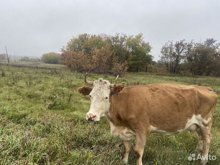 Продам обмен на авто или трактор