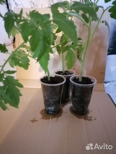 Рассада помидор