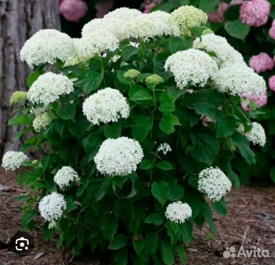 Гортензия древовидная анабель