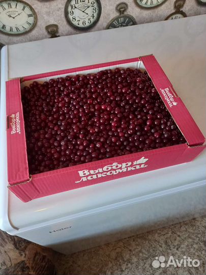 Клюква, брусника