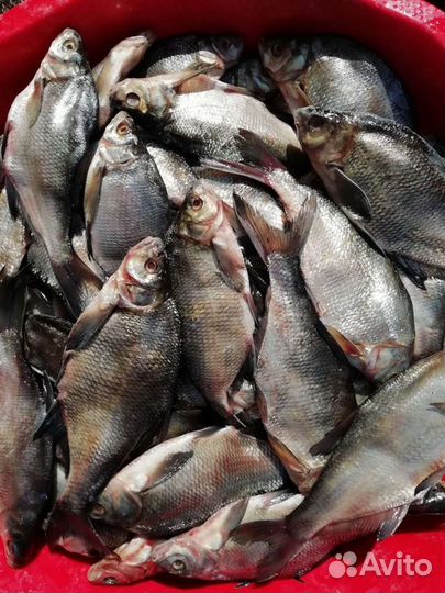 Рыбалка в Астраханской области