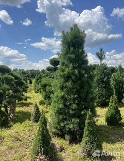 Пихта Корейская