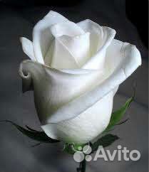 Роза срезочная Боинг