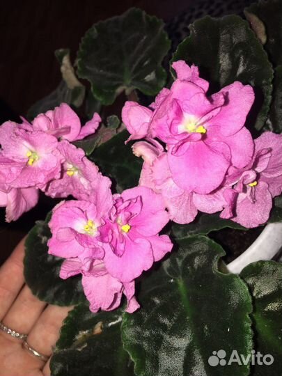 Фиалка сортовая Разные сорта и цвета