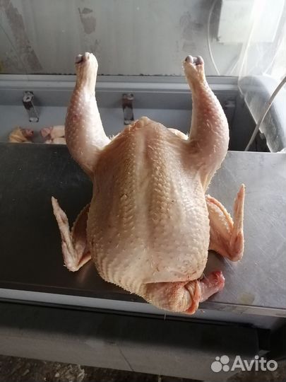 Куры бройлеры тушки мясо