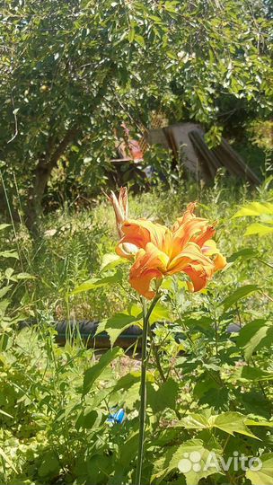 Лилейники и лилии