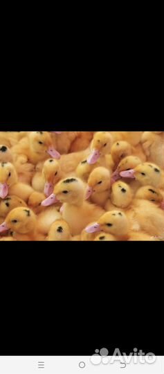 Бройлеры, утята, гусята, индюшата, муларды