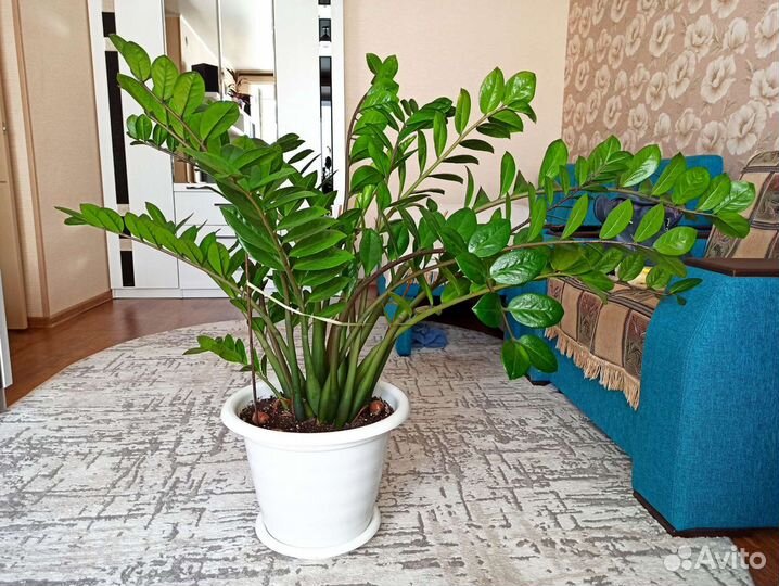 Замиокулькас