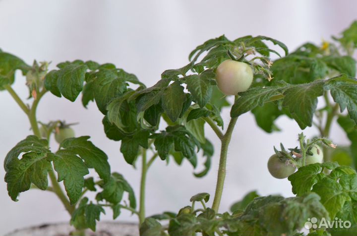 Комнатный болгарский сладкий перец кустики