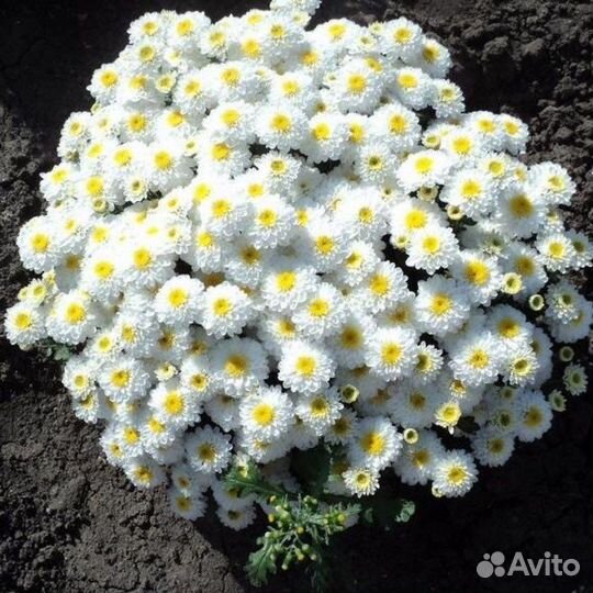 Хризантемы мультифлора шаровидная белая