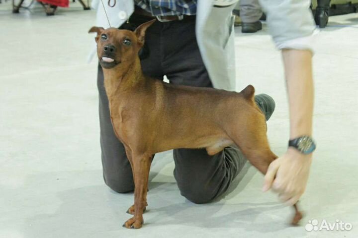 Щенки цвергпинчера