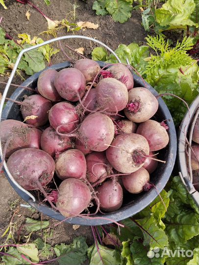 Свекла оптом, новый урожай