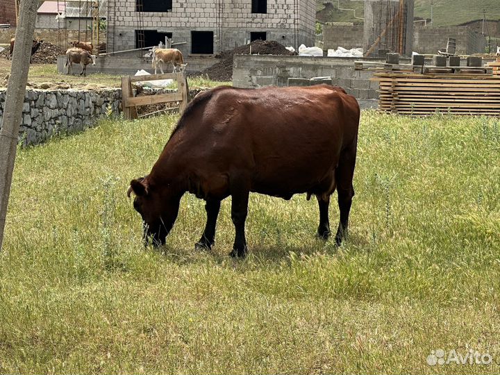 Коровы дойные телята