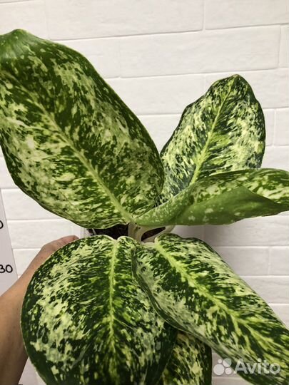 Аглаонема Whaite Rose