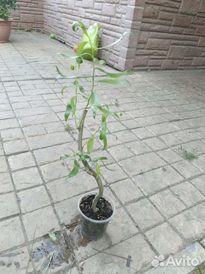 Ива,дуб,вяз