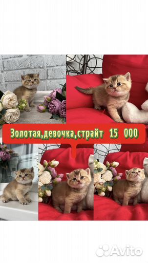 Шотландские котята