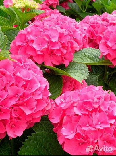 Гортензия крупнолистная ремонтантная