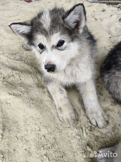 Щенки маламут