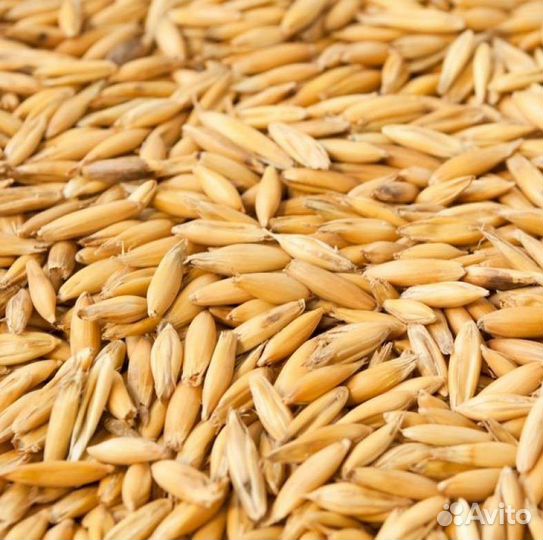 Овес, ячмень, пшеница,просо